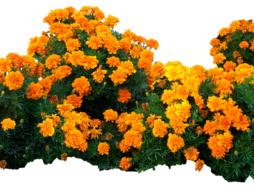 Flowers Yellow Bright