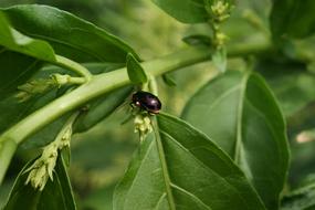Nature Finlandia Quindio