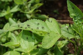 Finlandia Quindio green leaves