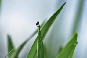 Jewelry Lilies Plant Leaves