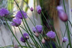 Garden purple flowers closeup view