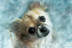 dog chihuahua pet art nature