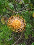 Madeira Plant Blossom