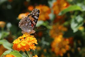 Butterfly blur Macro