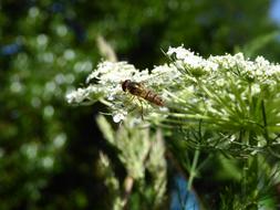 Bee Insect Fly