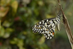 Butterfly Drying Wings