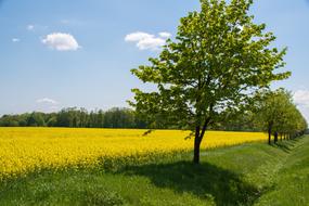 lone tree in the field