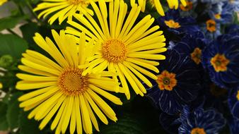 closeup view of yellow decorative flowers