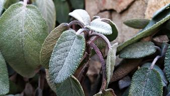 Foliage Green Nature