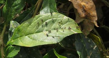 Nature Insects Armenia