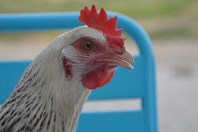 Hen White Low Course