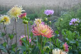 Massif Dahlia Flower
