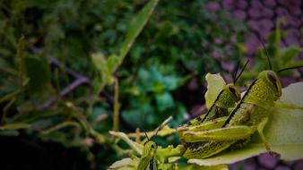 Nature Leaf insect macro blur