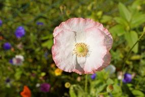 pinkish Poppy Blossom