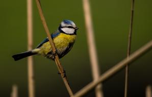 blue Tit on Reed Nature
