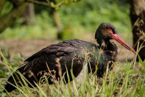 Black Stork Bird in wildlife