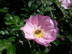 Honeybee Pollination Bee