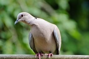 Dove Collared Bird City