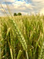 Cereals Winter Barley Agriculture