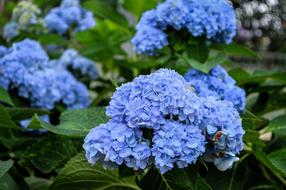 Flower Purple In Full Bloom