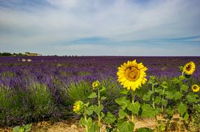 Sunflower Provence Landscape