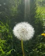 Dandelion at Sun Ray