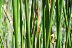 green reeds of the river