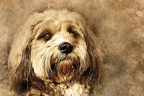 dog pet vintage art abstract