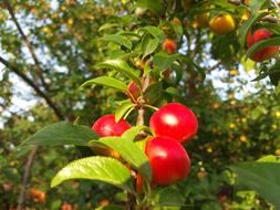 sweet red berries on the tree