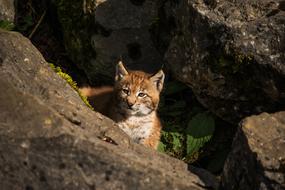 Young Lynx Baby in nature