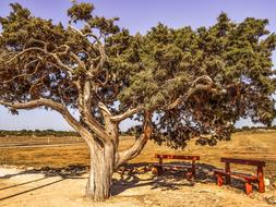 Cyprus Cavo Greko Tree