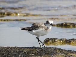 a little bird by the ocean running around