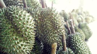 prickly fruit plants