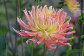 Anemone Flowers Garden