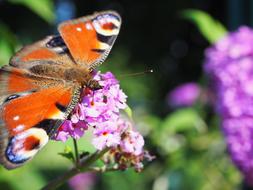 Butterfly Nature Insect Peacock