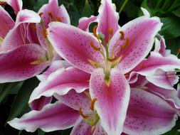 Lily Nature Blossom