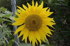 Sunflower Plant Flower