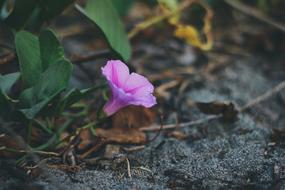 a one legged flower at dusk