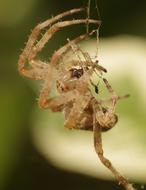 Garden Spider Crowned