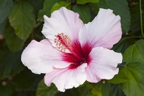 Blossom Bloom Close Up