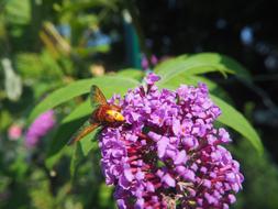 Fly Insect Garden