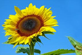 Sunflower Flower Blossom
