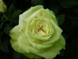 Rose Light Green colored Flower