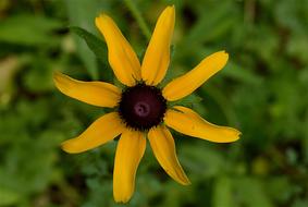 Flower Yellow Black-Eyed Susan