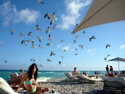 photos of tourists and a flock of seagulls on the beach
