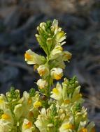 Dandelion Nature Wild Plant