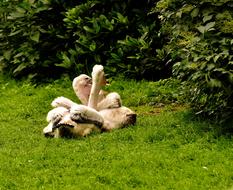 Pelikan Babies Chicken Water