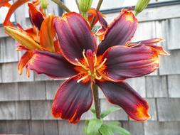 Purple Red Yellow colored flower