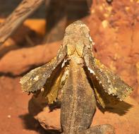 Frill Necked Lizard Iguana-Like