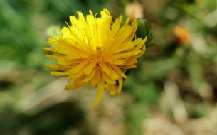Dandelion Yellow Flower